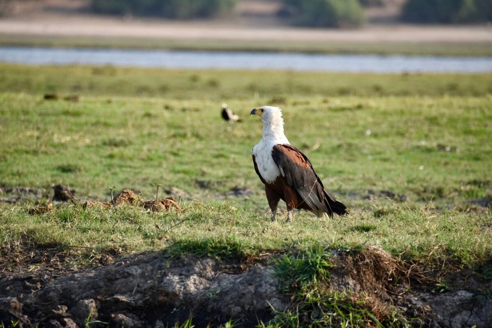 Botsuana -  - Schreiseeadler