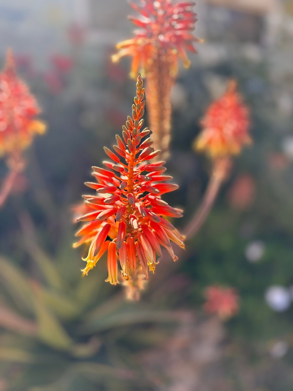 Griechenland - Anogeia - 