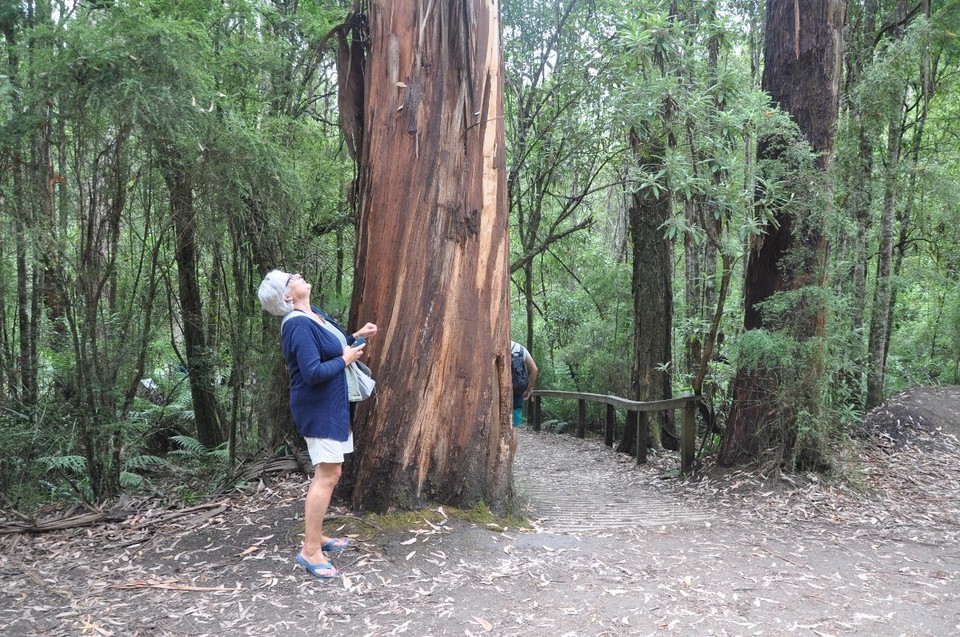 Australien - Warrnambool - Regenwald und hohe Bäume
