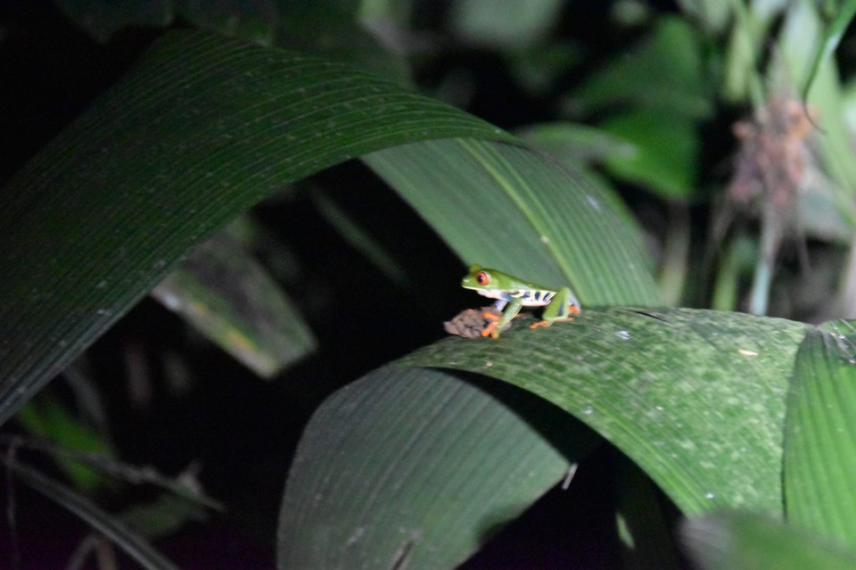 Costa Rica - La Fortuna - ...und andere einen Stein.