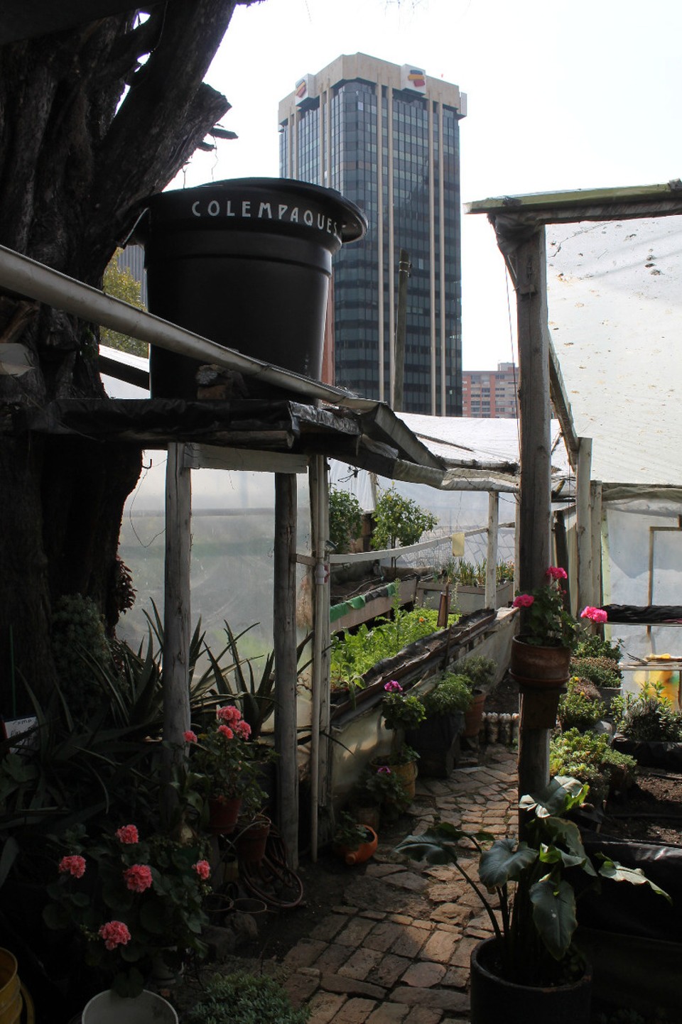 Colombia - Bogotá - ...Huerta Urbana - Elenas Gemüsegarten.