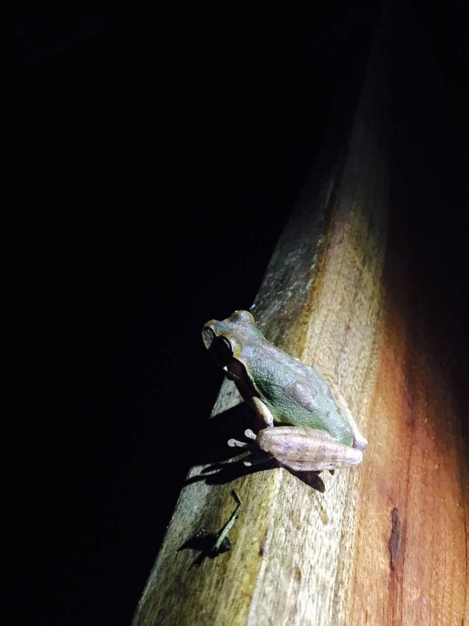Costa Rica - Talamanca - 