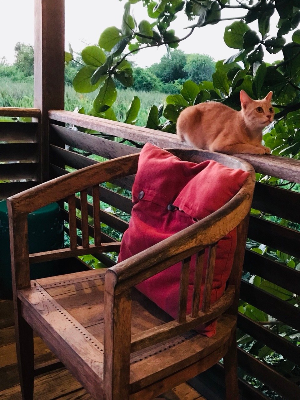 Malaysia - Kedawang - Ready to pounce cat