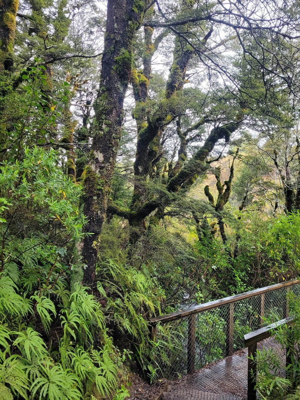 Neuseeland - Tongariro-Nationalpark - 