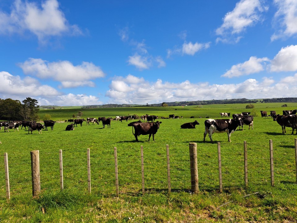 Neuseeland - Kerikeri - Immer wieder Stierherden
