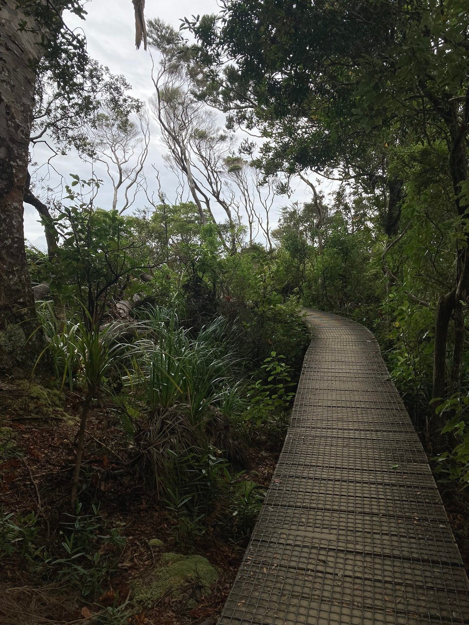 Neuseeland - Whangarei Heads - Zweiter Teil des Ausflugs Mount Manaia (420m)