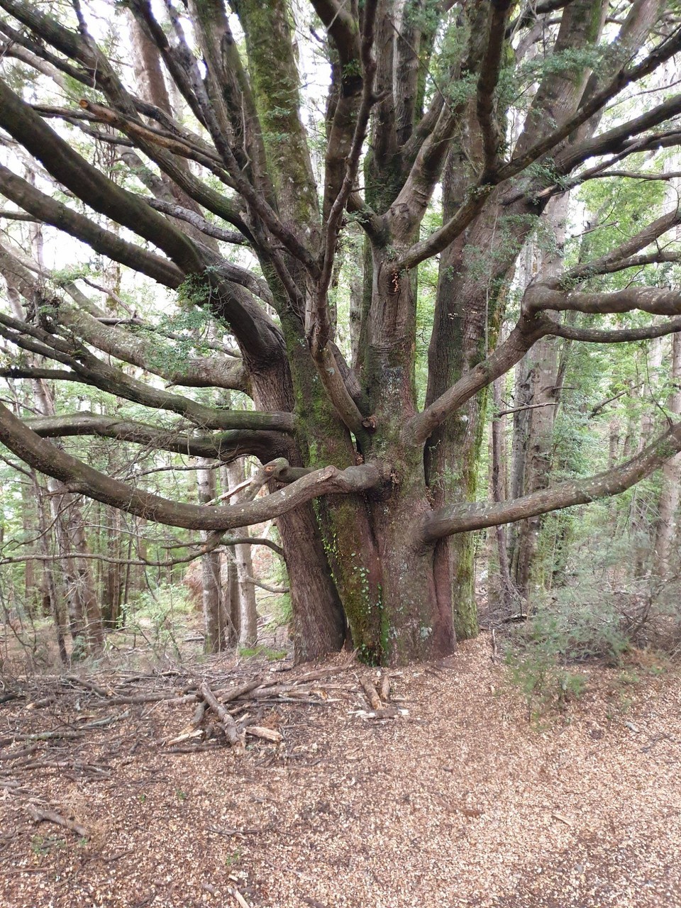 Neuseeland - Te Anau - 