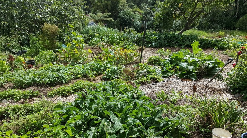 Neuseeland - Coromandel - Petras Garten.