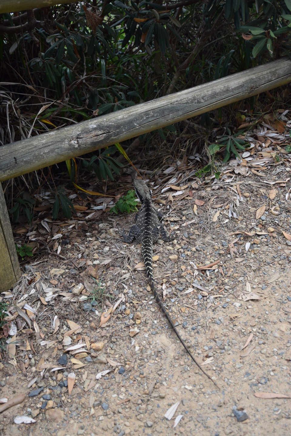 Australien - Port Macquarie - 