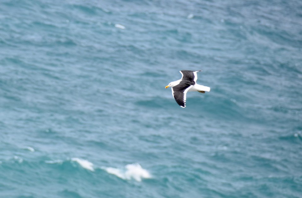 Neuseeland - Dunedin - 