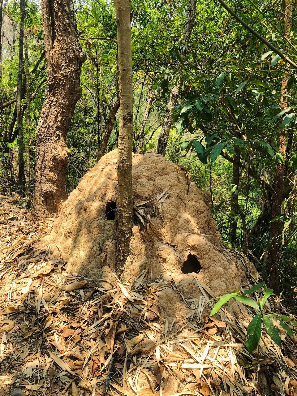Thailand - Mueang Chiang Mai - Termitenhügel 