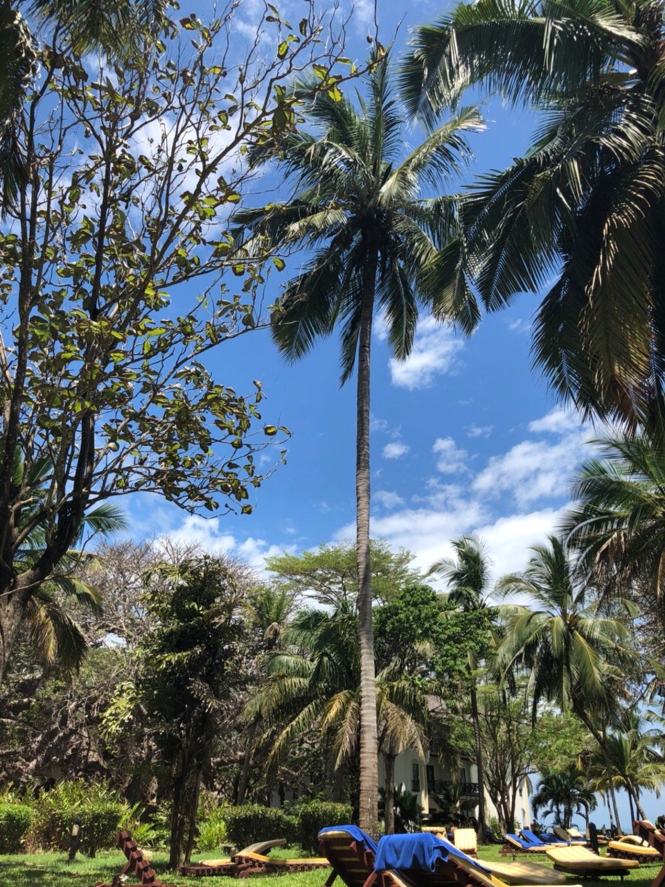 Kenia - Diani Beach - 