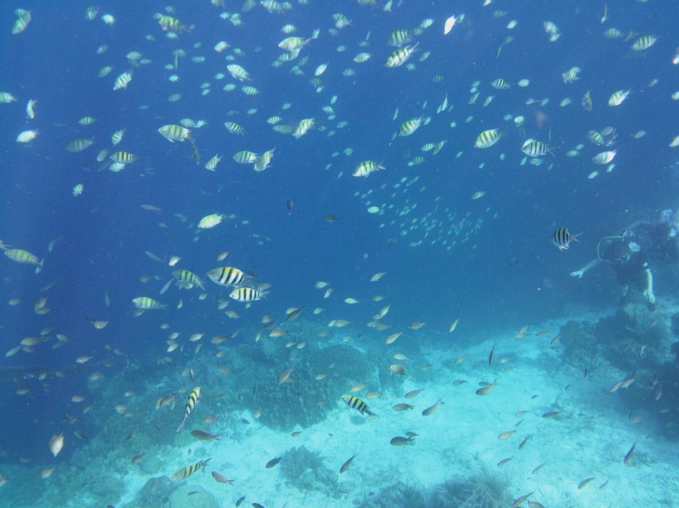 Philippinen - Panglao - Schildkrötenbilder können leider irgendwie grad nicht hochgeladen werden🙈 Dafür aber viele Fischis😍