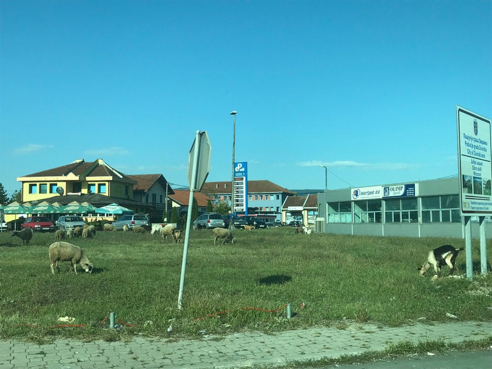 Station 59 -  - Freiwild | Schäfchen | Määäh