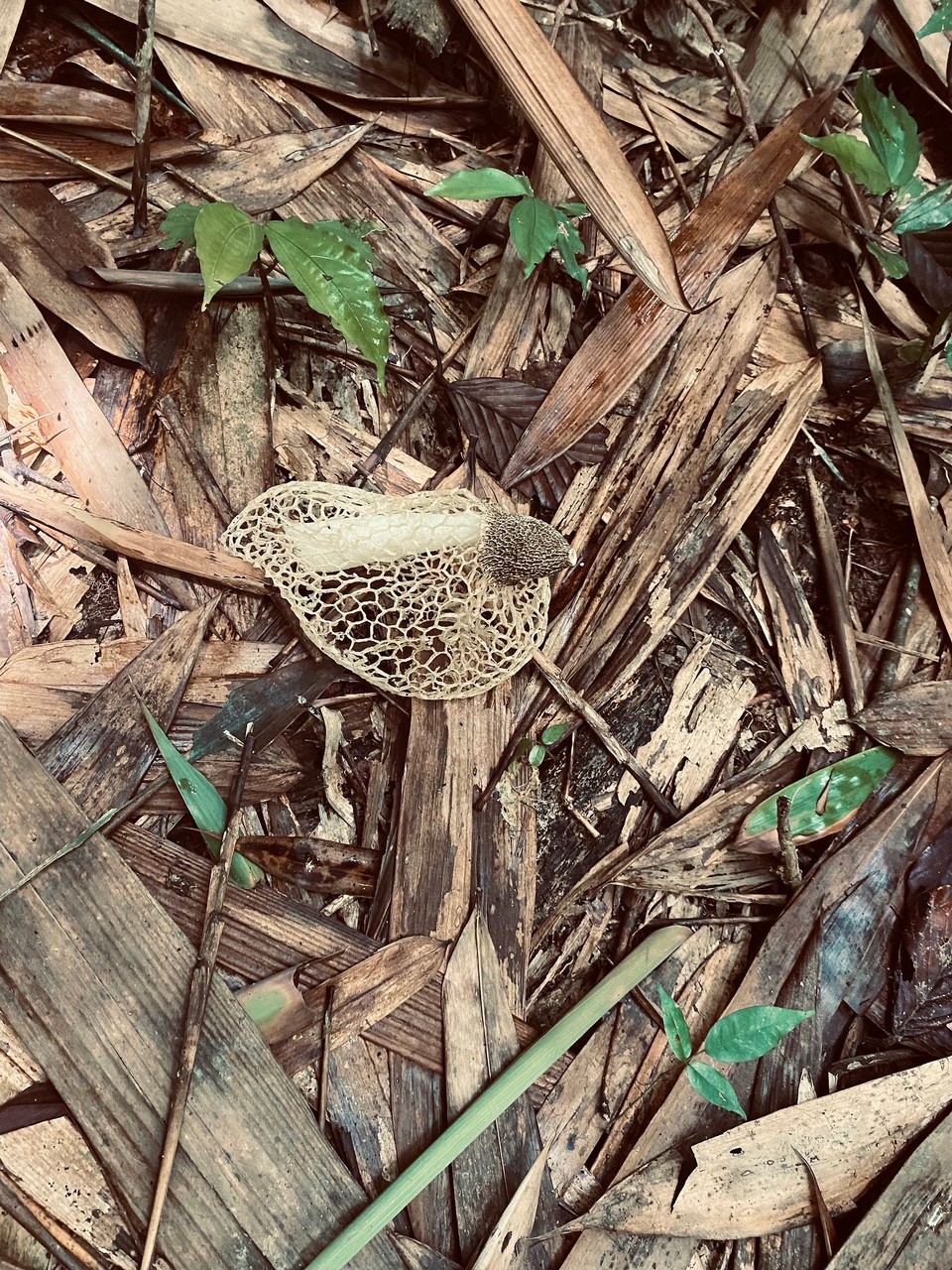 Thailand - Phanom - Man muss schon genau hinsehen. Das ist ein Pilz. Zuerst war die optische Täuschung ein Zitronennetz.
