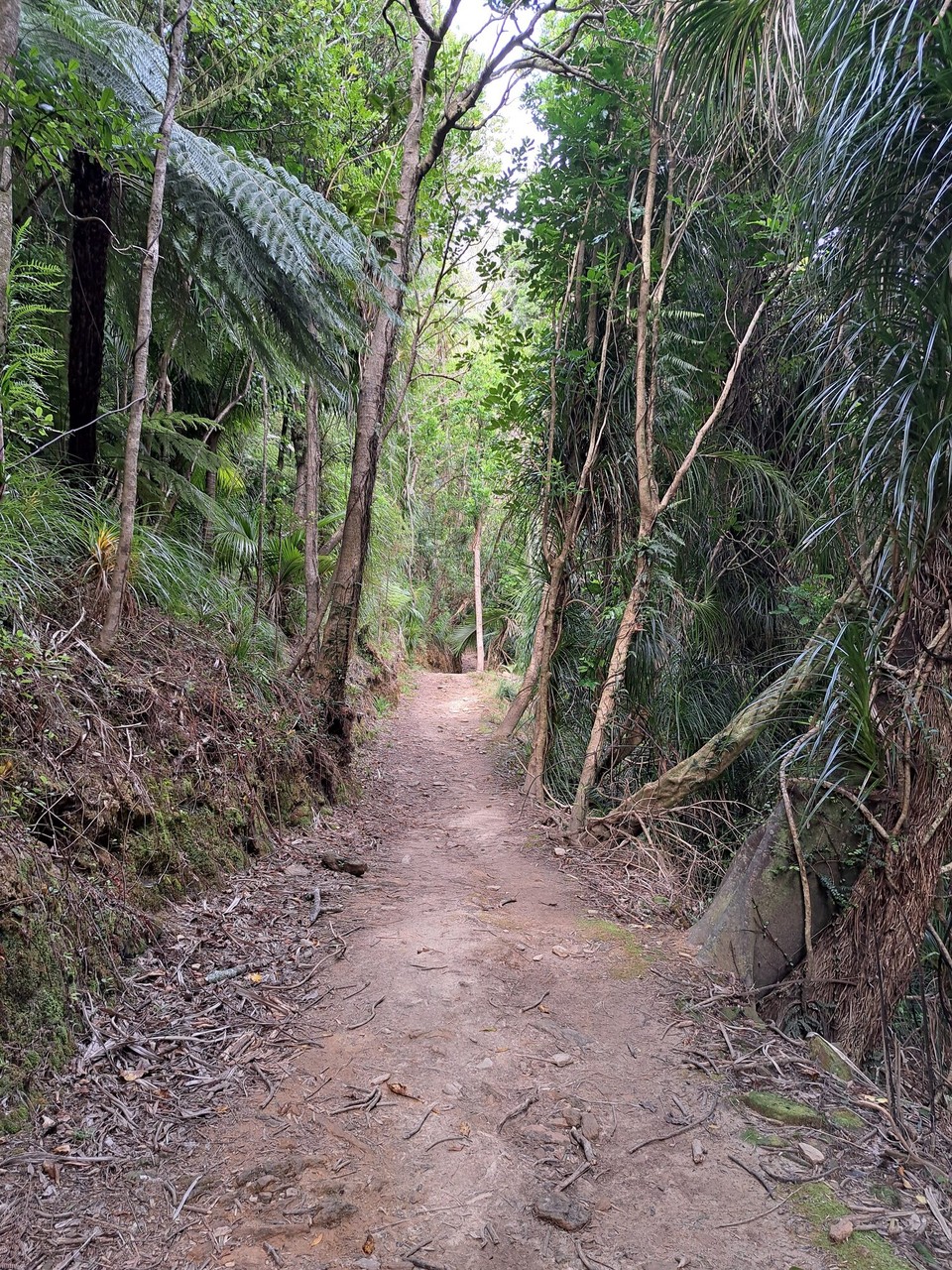 Neuseeland - Punga Cove - 