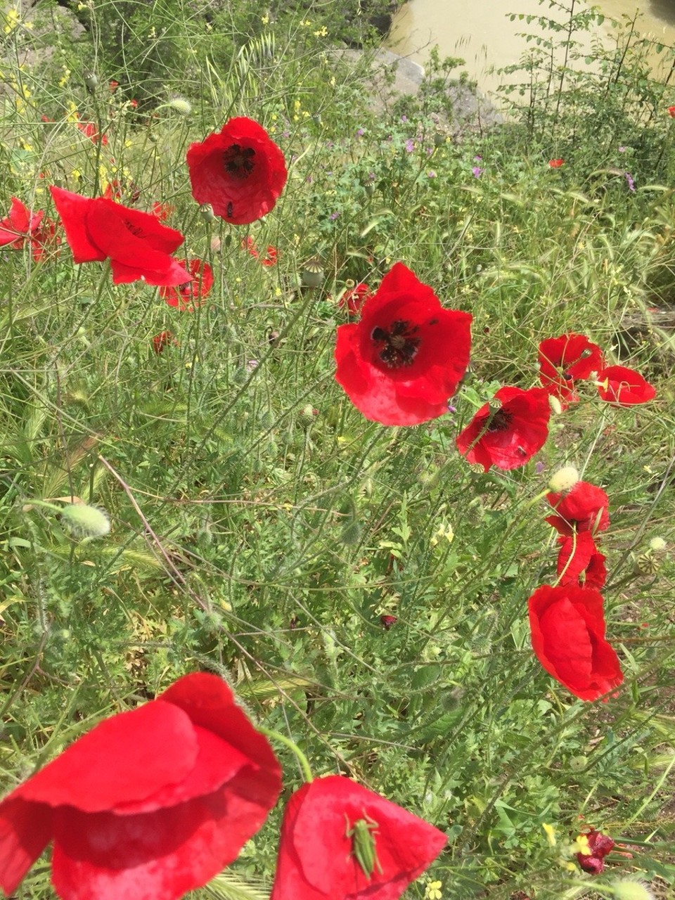 Griechenland - Thermi - 