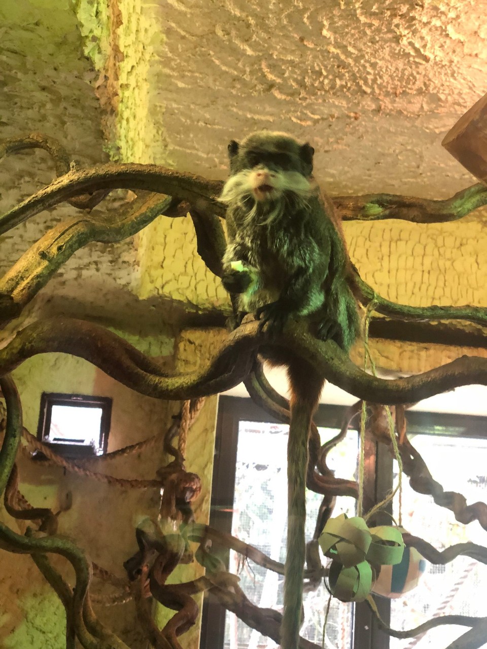 Poland - Gdańsk - Emperor Tamarin (i think)