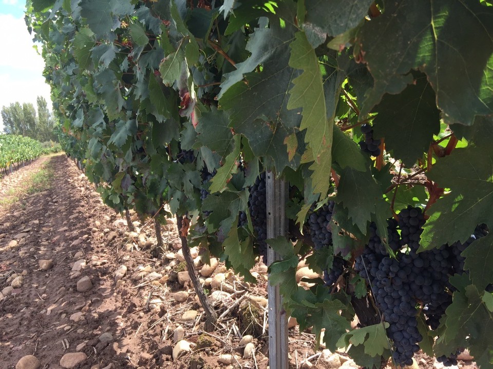 Spain - Navarrete - Vineyards along the way. Sotes