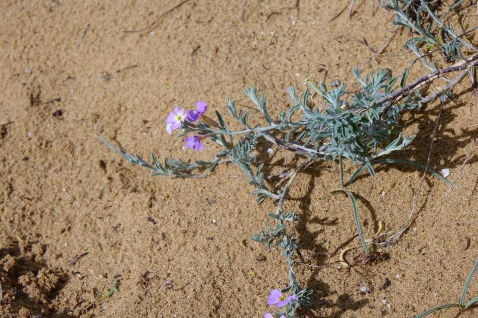 Portugal - Bordeira - 