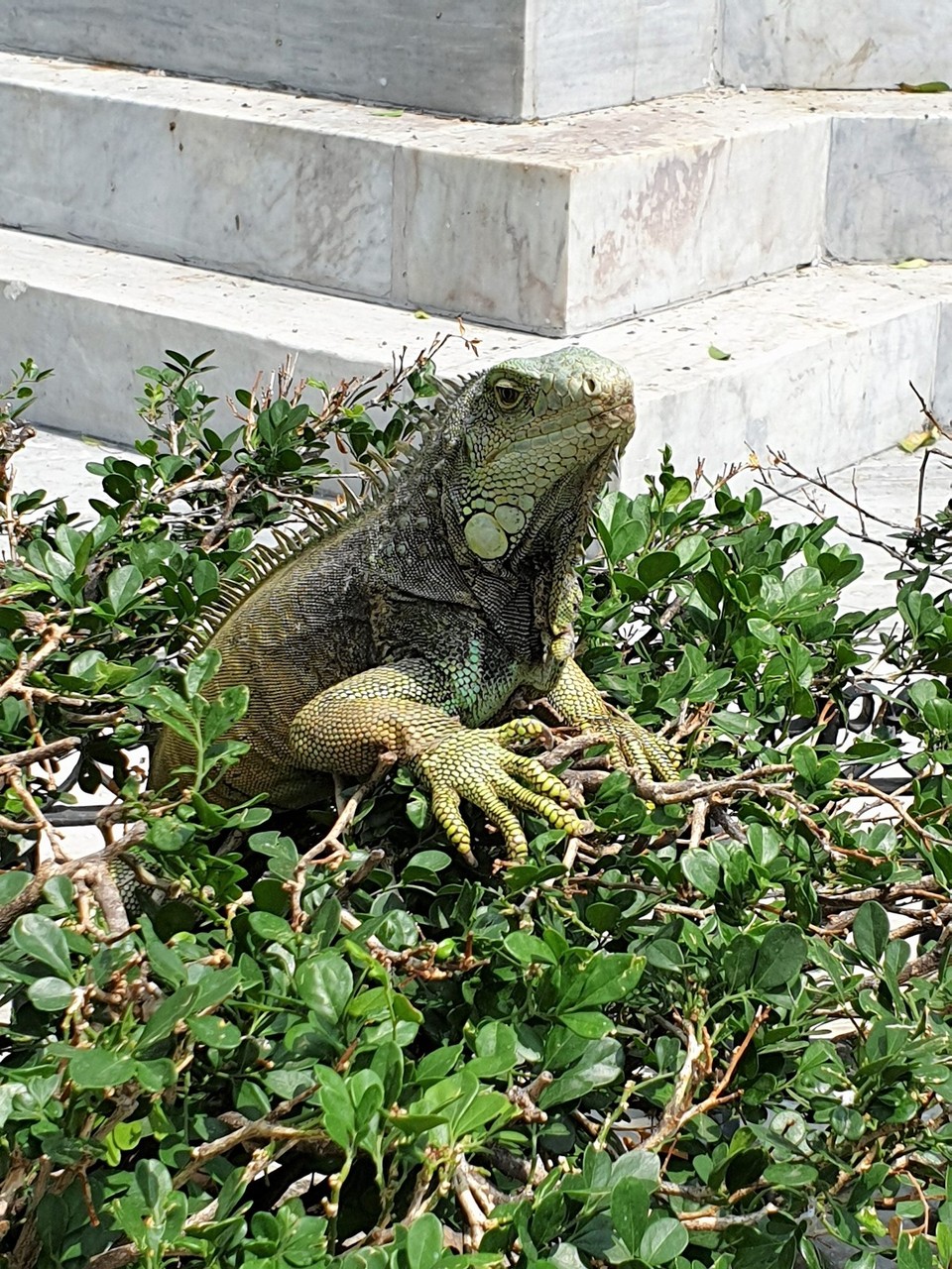 Ecuador - Guayaquil - They tend to live in trees (or bushes so tourists can take good photos)