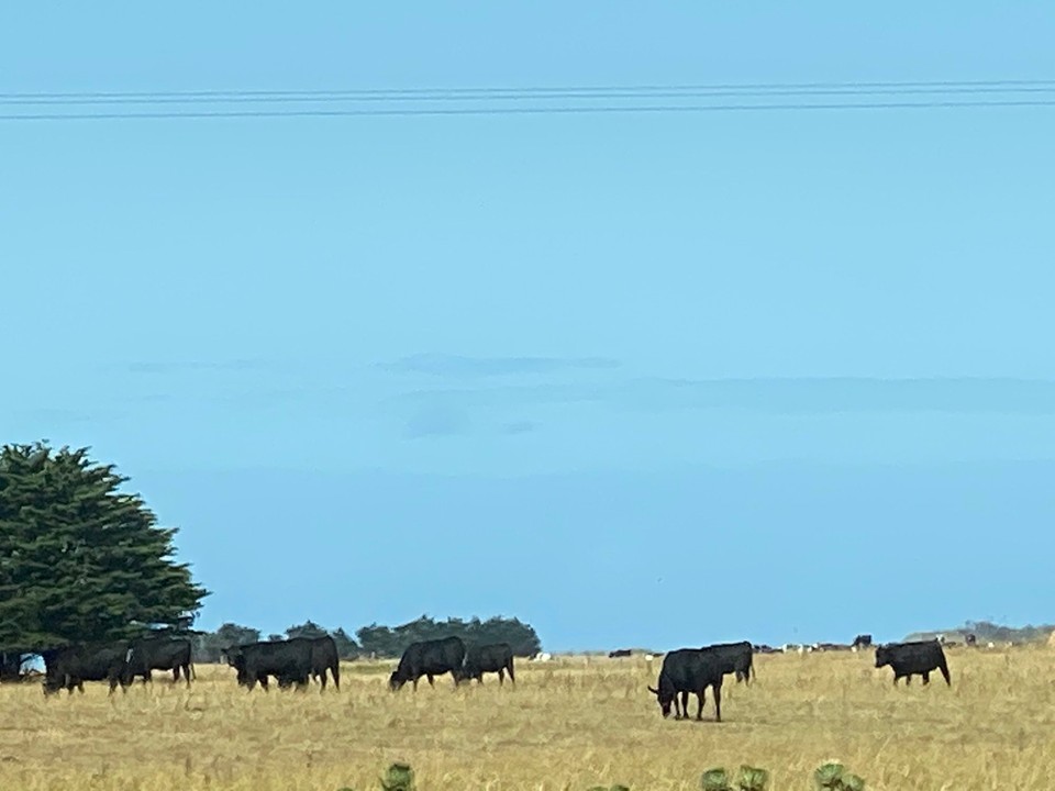 Australien - Portland - auf dem ausgedehnten Agrarland weideten grosse Kuhherden