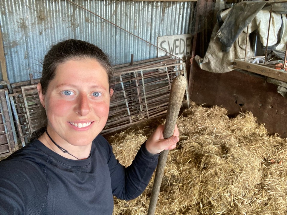 Neuseeland - Gore - Mein letzter Tag auf der Farm, Ställe ausmisten - die werden jetzt nicht mehr für die Lämmchen und ihre Mütter gebraucht