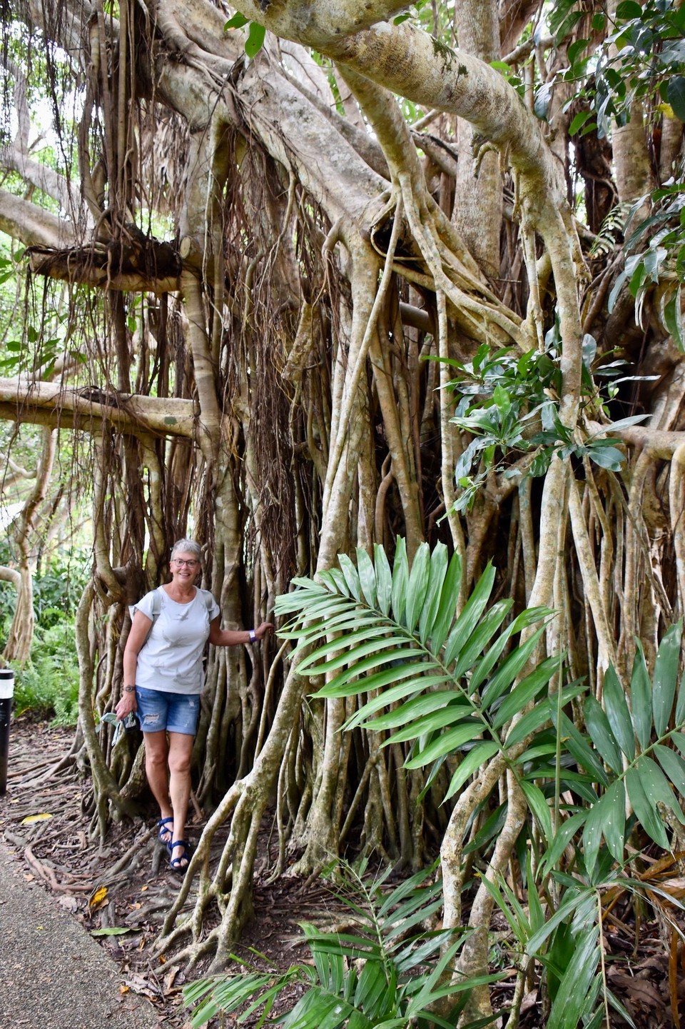 Australien - Kuranda - Riesige Bäume, Farne und Palmen.