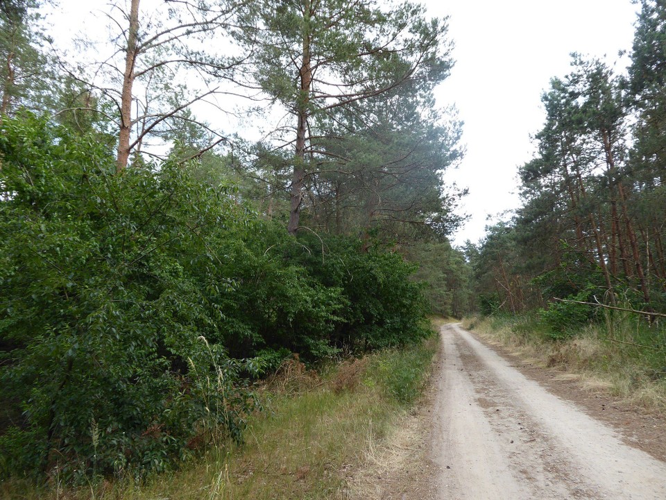 Deutschland - Dömitz - Ein Stück ging es durch wunderbaren Wald, der mich fast an die Heide erinnerte.