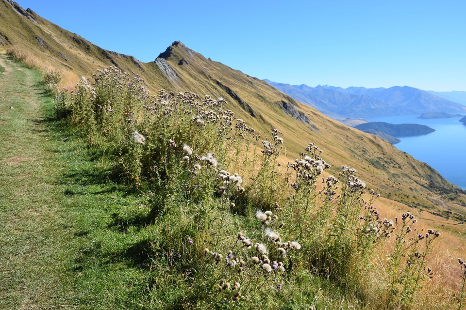 Neuseeland - Wanaka - 