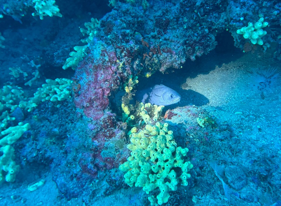 Italien - Capoliveri - Ein schöner Tauchgang mit vielen Begegnungen