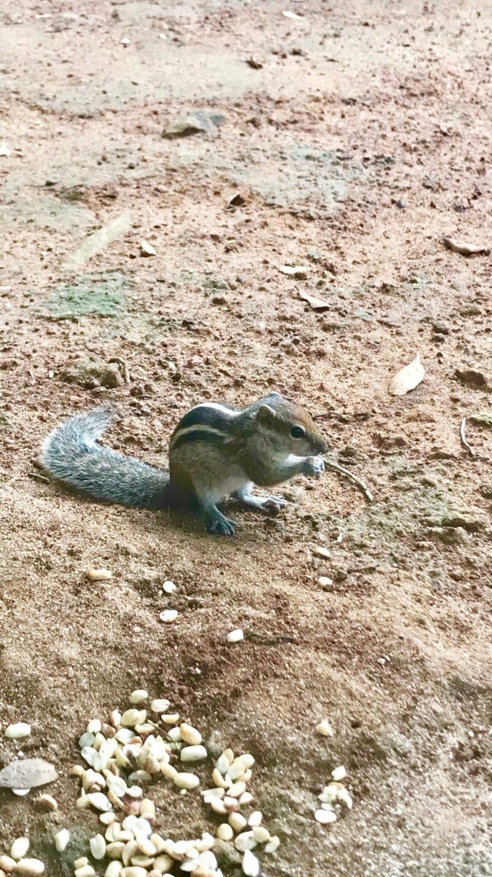 Sri Lanka -  - Hier in TANGALLE sind total viele Streifenhörnchen 🙂🙃