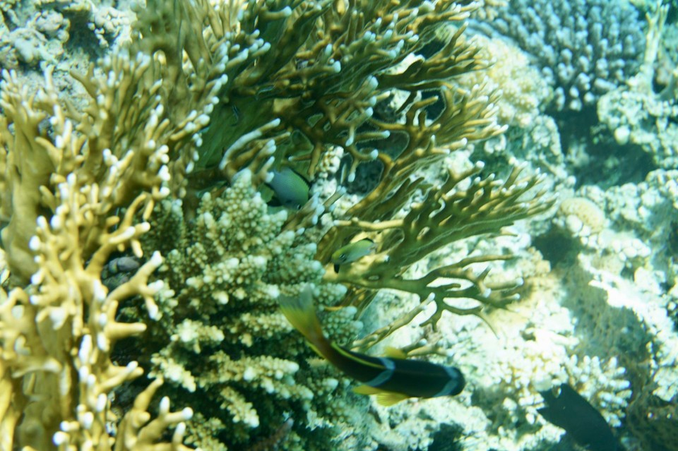 Jordanien - Al-aqabah - Viele Fische und Korallen.