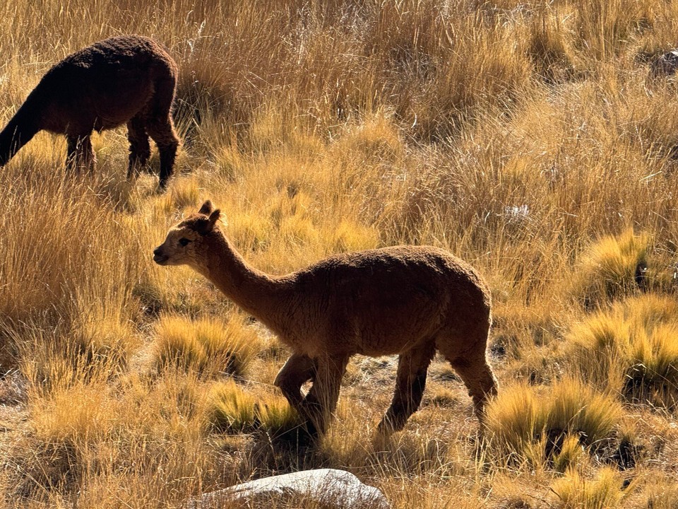 Peru -  - Vicuña - wildlebend