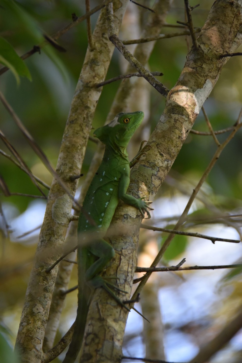 Costa Rica - Talamanca - 
