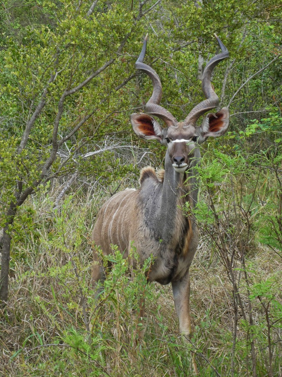 Südafrika - Kruger-Nationalpark - Nyala