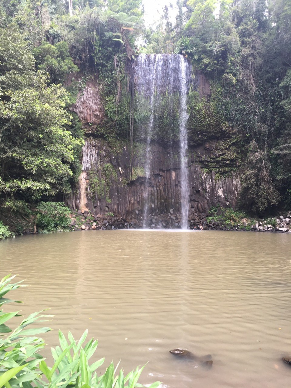  - Ausztrália, Atherton Tablelands - Milaa Milaa falls - hajhátradobòs kèpek majd otthon ;)