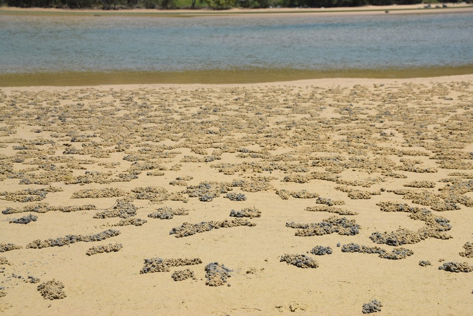 Australien - Yamba - Hier leben Sand-Bubbler-Krabben: Auf der Suche nach Nahrung durchgraben sie den Sand und hinterlassen dabei diese Muster
