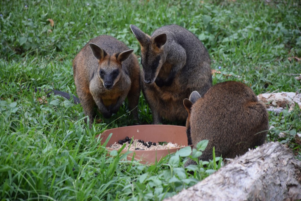 Australien - Currumbin - Wallabys sind kleine Kängurus