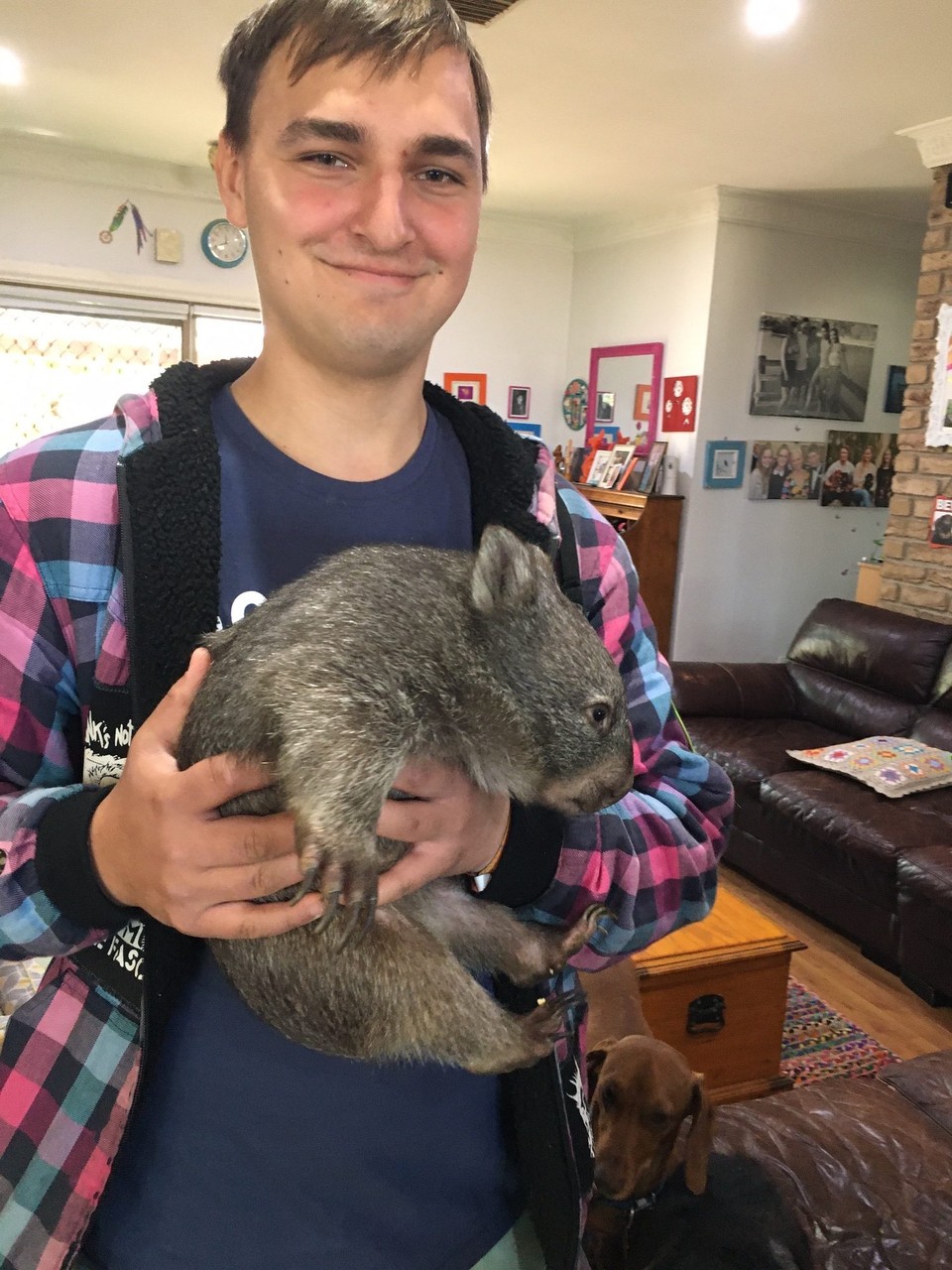 Australien - Bordertown - Ein kleiner Wombat. 