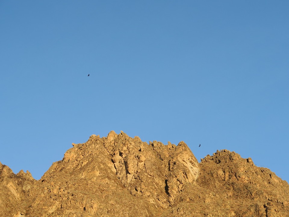 Peru - Cabanaconde District - Les stars du coin, les condors au coucher du soleil !