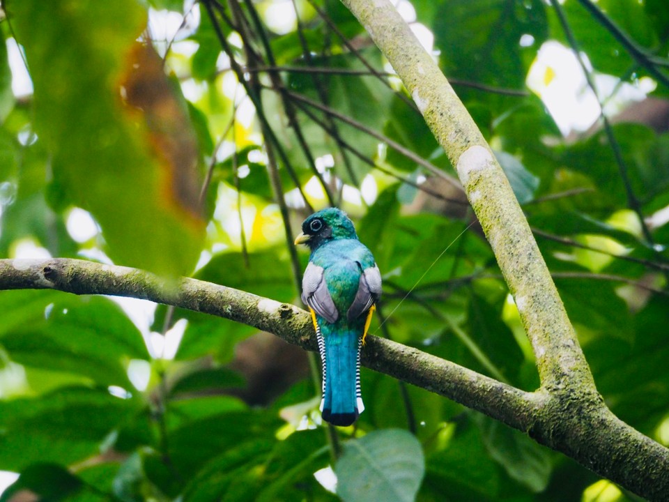 Costa Rica - Golfito - 