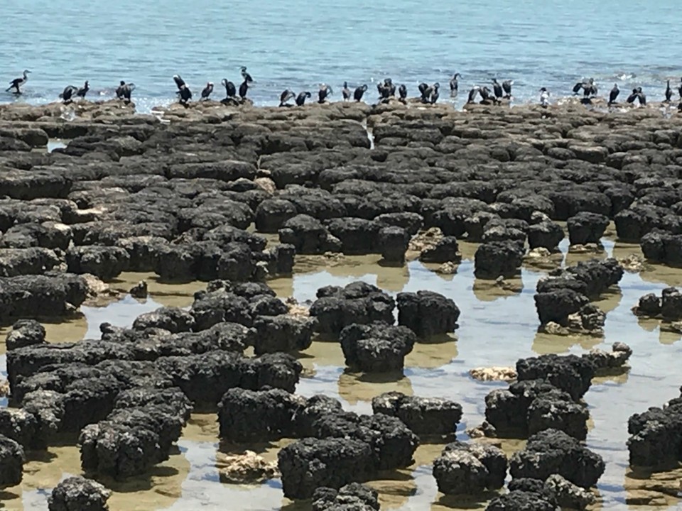 Australien - Denham - Hamelin Pool Stromatoliten