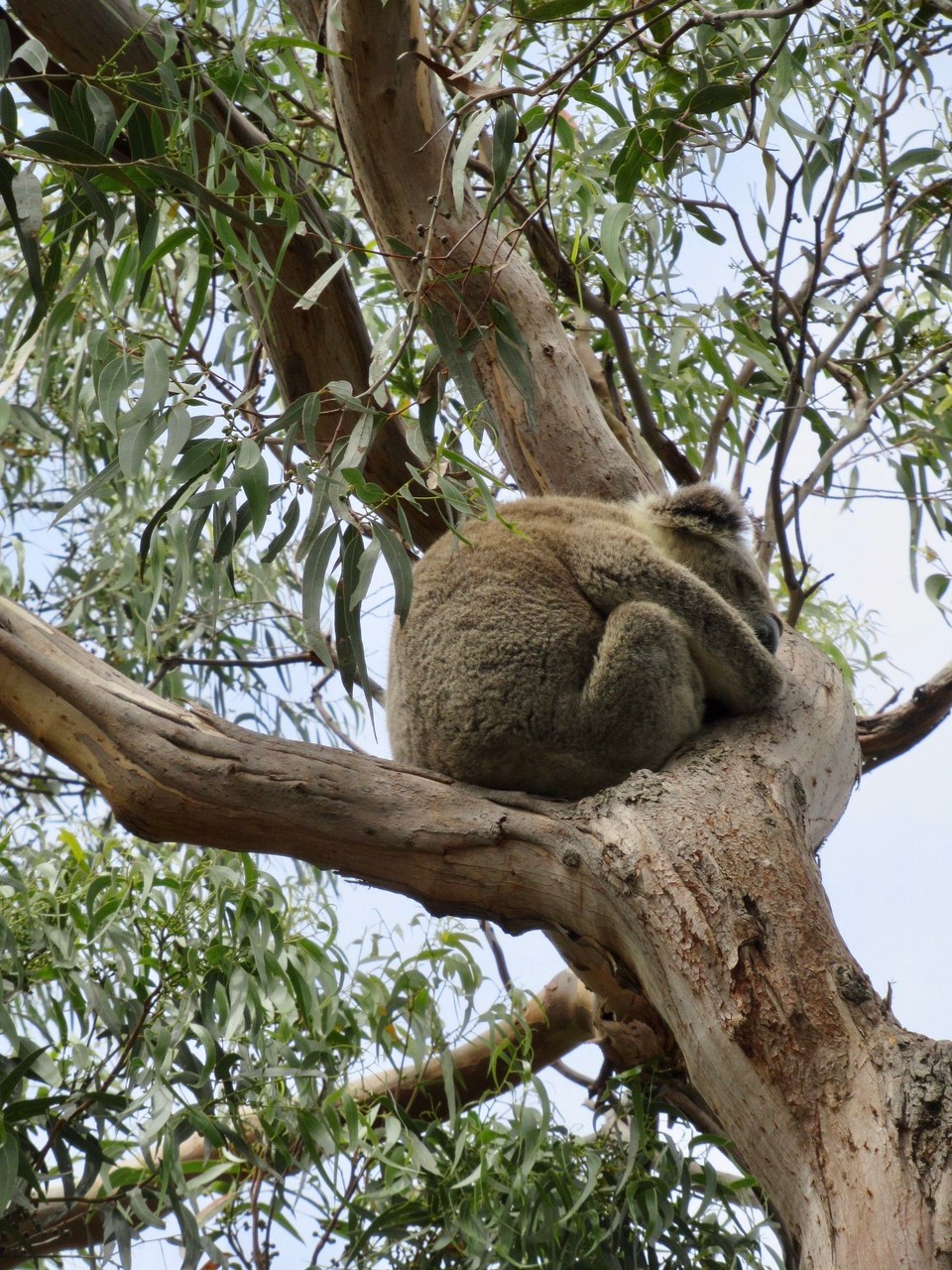 Australien - Raymond Island - Häufig aber am schlafen..... so....