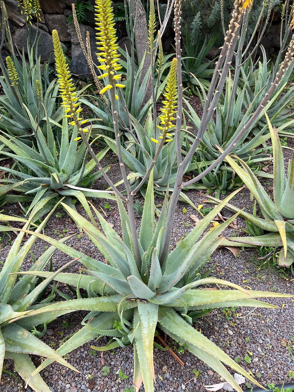 Spanien - Hermigua - Aloe Vera