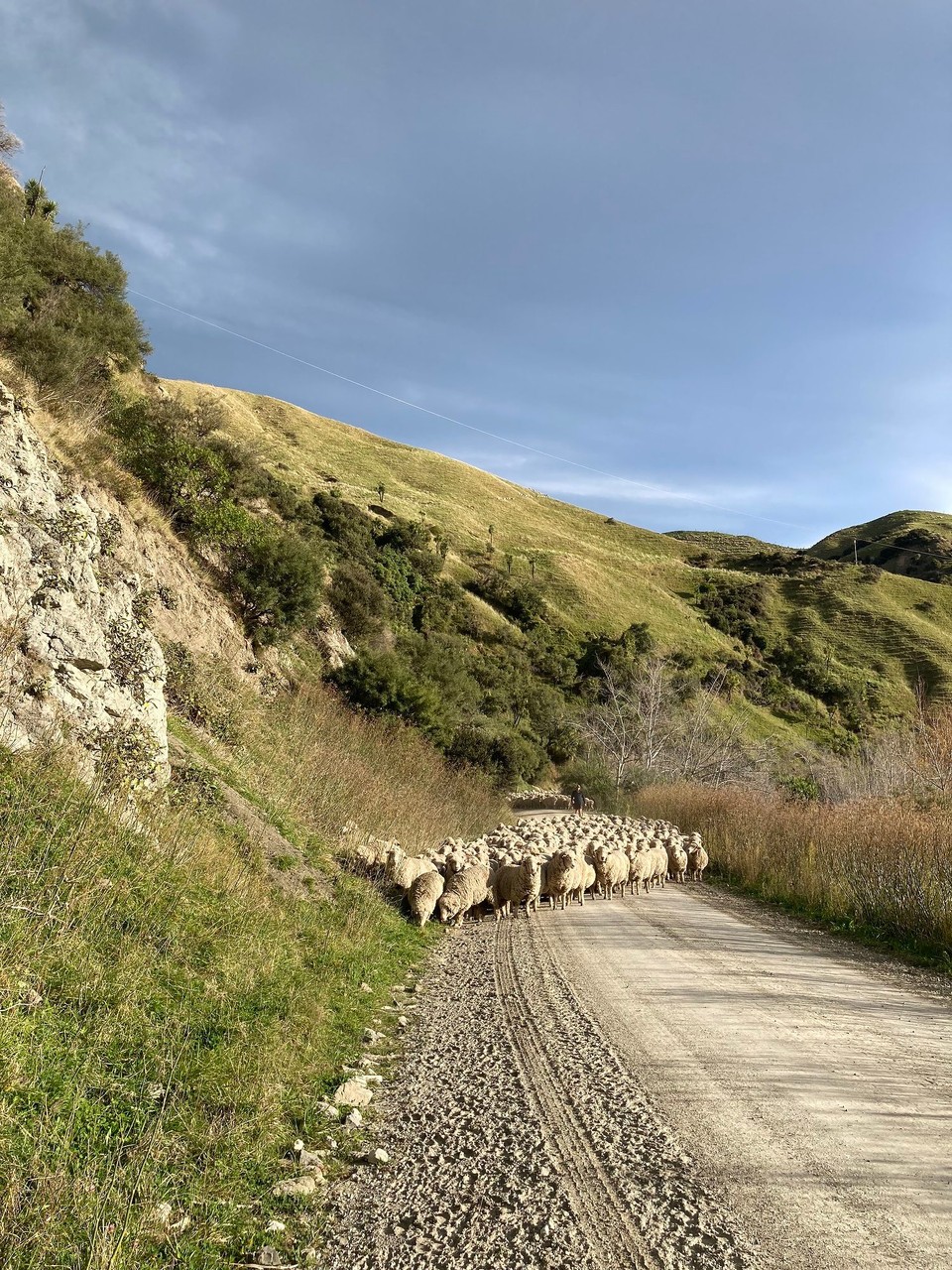 Neuseeland - Ward - Die sich erst nicht vorbei traut …
