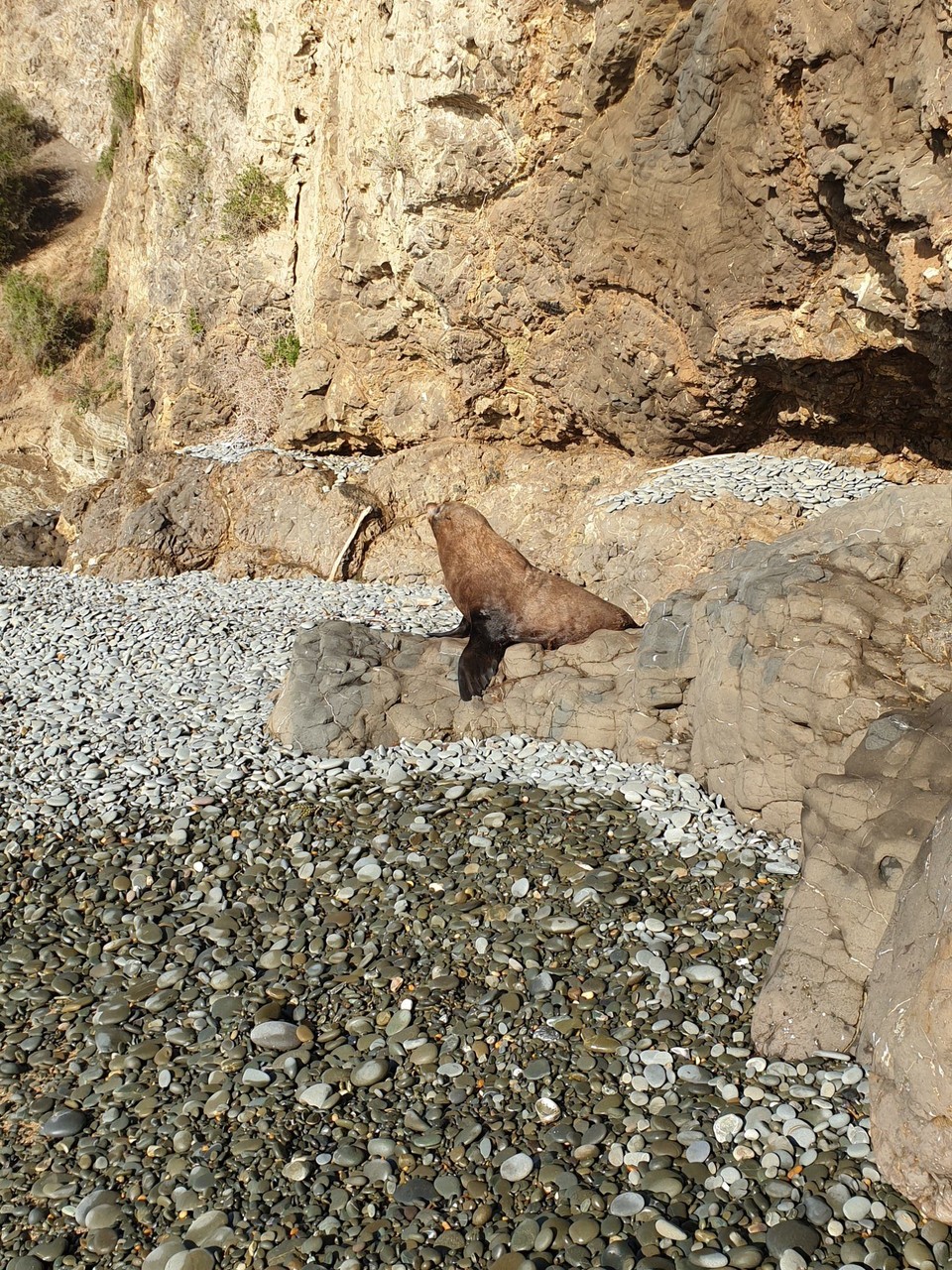 Neuseeland - Oamaru - 