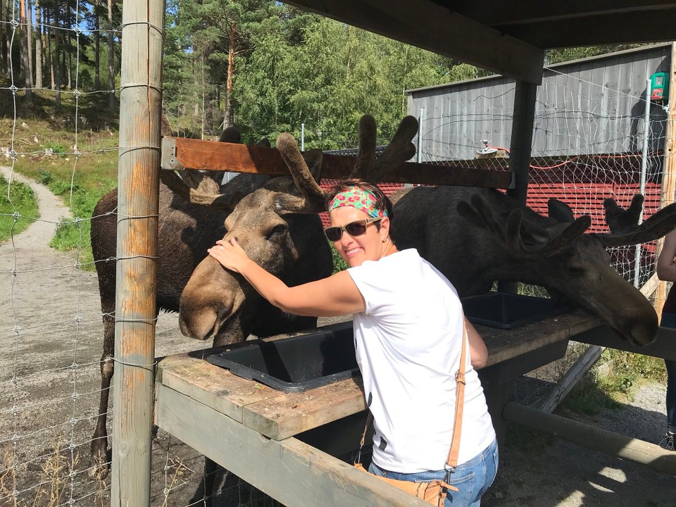 Norwegen - Bygland - Die haben ein total weiches Geweih 