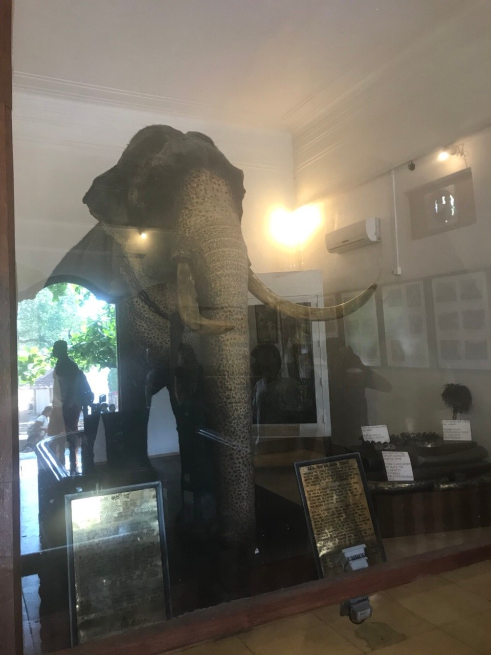 Sri Lanka -  - Der war (leider) echt 🐘 