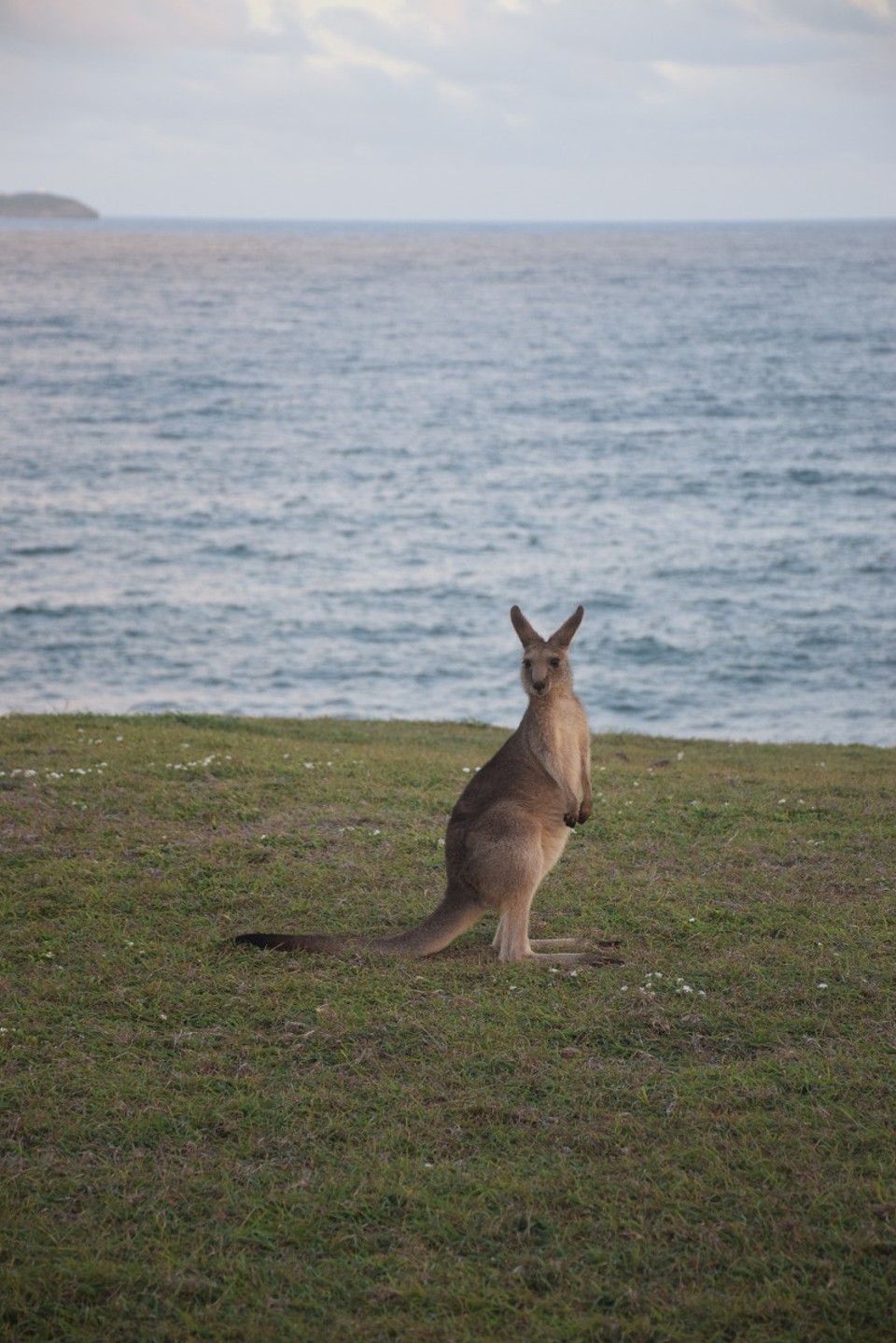 Australien - Coffs Harbour City - 